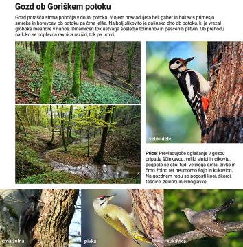 Zgibanka Ptice 2022 WEB 04